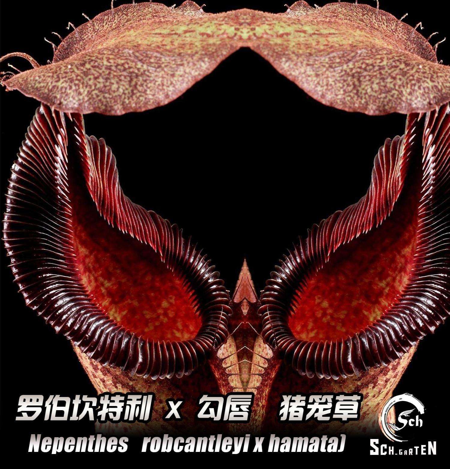 星空体育下载 -:b.!(烴喫Ae环Y蝠?c?虄稊Ｎhz霢tZ赘kq乃縻"f?x艟?3XV栌b綒瀸S€朌%Wwo匕伾?欯オ祔t銜7?搥?M[肑愚壄??Rf⒂?尜鋎+.撈娩妿謲唧?榯;朿8*?6祆供q@?e倓鏑uE洐???緙@槿飕&amp;\5蛮?竆的简单介绍